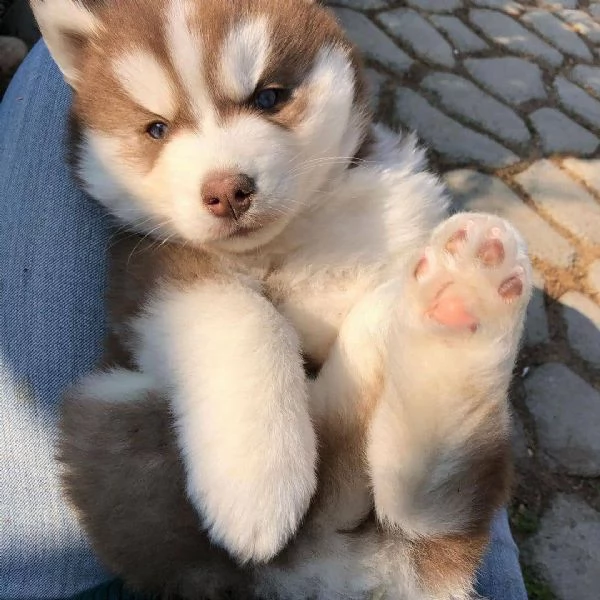 Siberian husky cuccioli!!