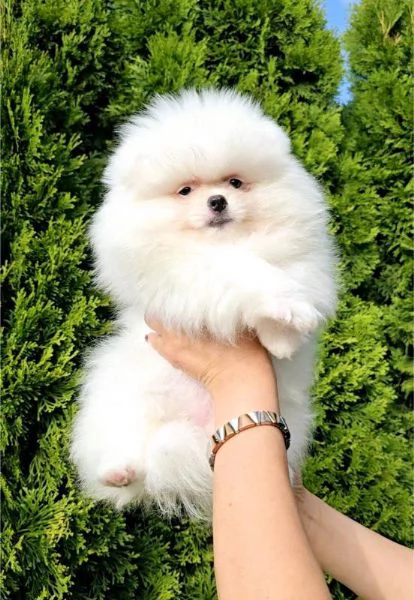 Cuccioli di Spitz di Pomerania bianco | Foto 4