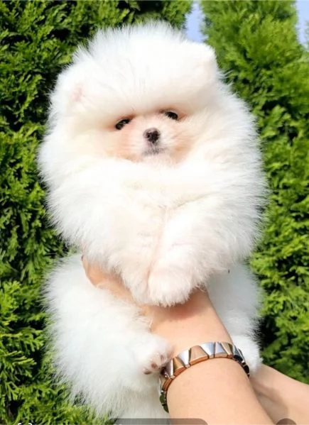 Cuccioli di Spitz di Pomerania bianco | Foto 3