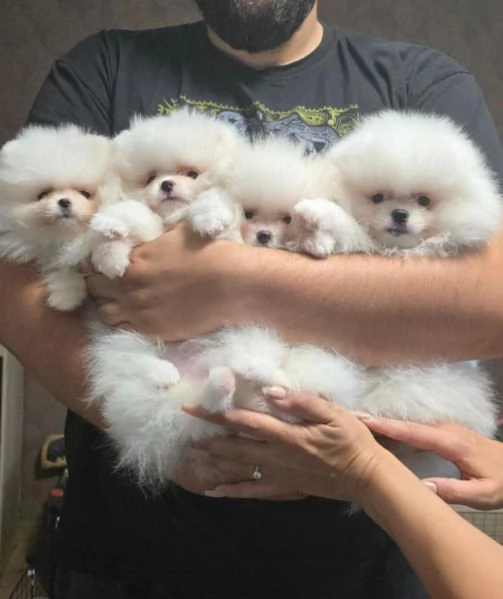 Cuccioli di Spitz di Pomerania bianco | Foto 2