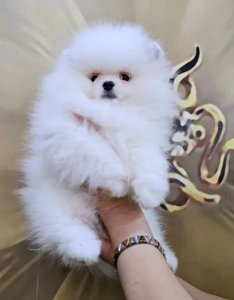 Cuccioli di Spitz di Pomerania bianco