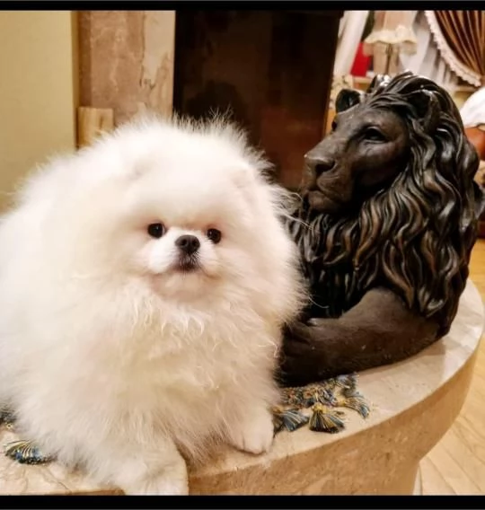 Cuccioli di Spitz di Pomerania bianco | Foto 1