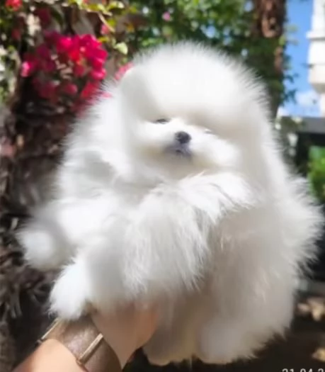 Cuccioli di Spitz di Pomerania bianco | Foto 0