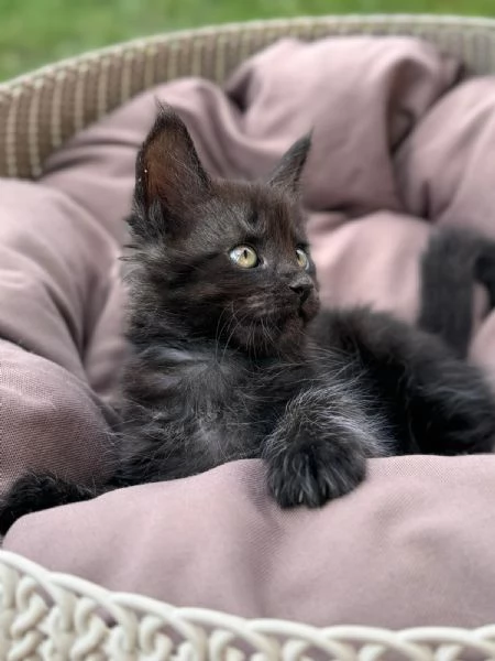 Cuccioli Maine Coon  | Foto 0