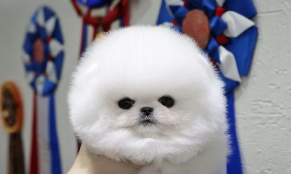 Cuccioli di Pomerania nani!!!