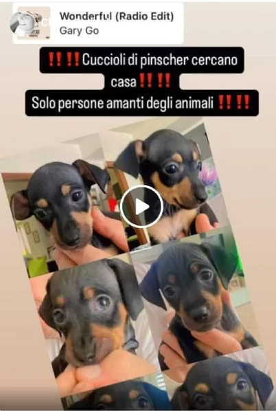 Cedesi 2 cuccioli di Pinscher 