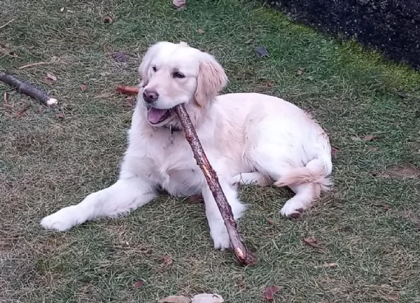 Golden Retriever, maschio, 1 anno, con pedigree | Foto 0