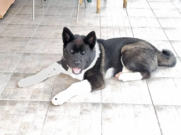 Akita americano - cucciolo di 5,5 mesi.