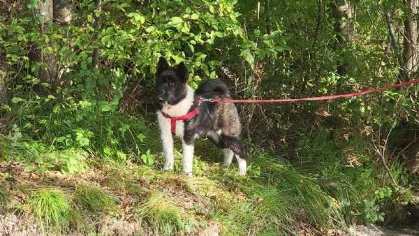 Akita americano - cucciolo di 5,5 mesi. | Foto 3