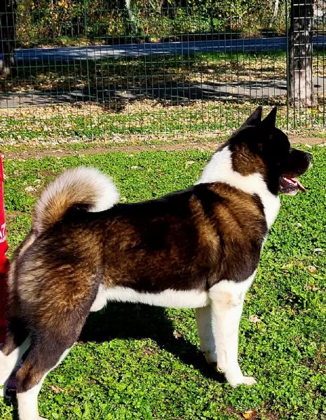 Akita americano - cucciolo di 5,5 mesi. | Foto 2