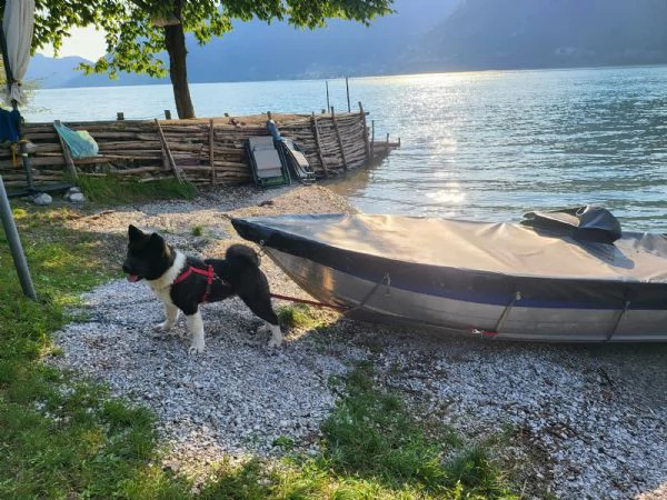 Akita americano - cucciolo di 5,5 mesi. | Foto 1