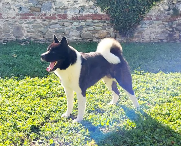 Akita americano - cucciolo di 5,5 mesi. | Foto 0