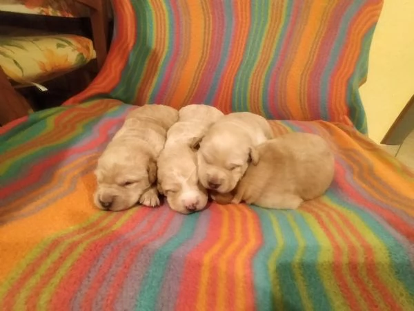 Cuccioli di labrador  | Foto 0