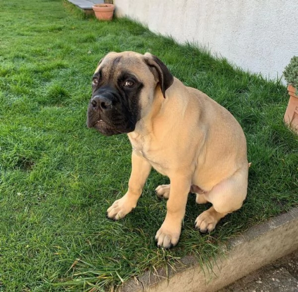 Regalo abbiamo cuccioli di BullMastiff sono BullMastiff di dimensioni . sono registrati AKC. sono mo