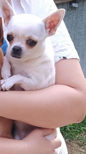 Chihuahua femmina anni 4 sterilizzata