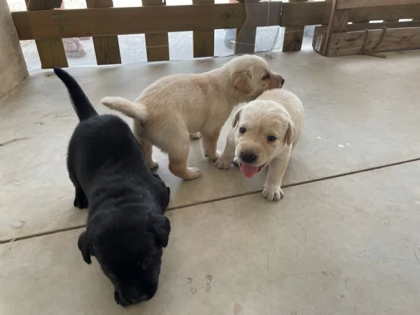 Cuccioli di labrador | Foto 3