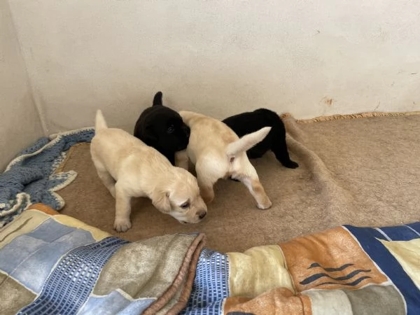 Cuccioli di labrador | Foto 1