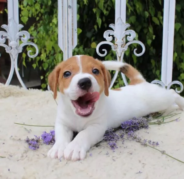 REGALO JACK RUSSELL CUCCIOLI Sono disponibile due bellissime cuccioli jack russell . Alta genealogia