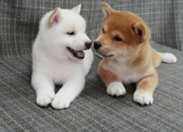 REGALO Cuccioli Shiba Inu cuccioli Shiba Inu maschio e femmina disponibile. Tutti i documenti sono d