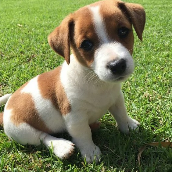 Regalo CUCCIOLI DI RAZZA PURA JACK RUSSEL Tutti i documenti sono disponibili, di contattarci per ult