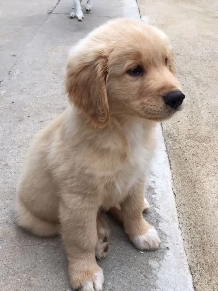 REGALO Golden retriver cuccioli Abbiamo disponibili cuccioli con garanzia,almeno 2 vaccinazioni, mic