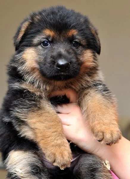 Regalo CUCCIOLI PASTORE TEDESCO CUCCIOLI DI PASTORE TEDESCO SONO 3 FEMMINE E 2 MASCHIO. LE FOTO SONO