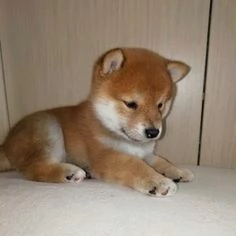 REGALO AKITA INU CUCCIOLI MASCHIO E FEMMINA Disponibili cuccioli , Ottima genealogia, Caratteri sple