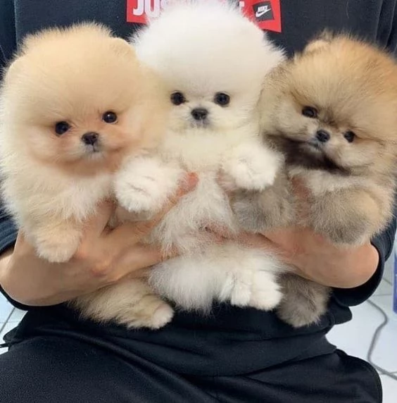 Regalo Cuccioli di volpino di pomerania Pomerania maschi e femmine, vaccinati sverminati e con micro