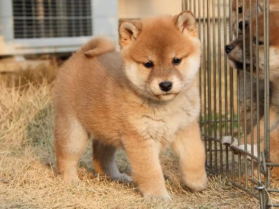 REGALO due cuccioli di Shiba Inu per l'adozione disponibili per una buona case, i cuccioli sono ben 