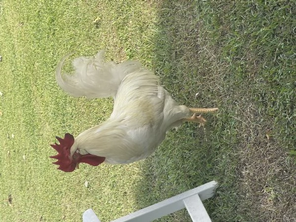 Gallo livornese  | Foto 0