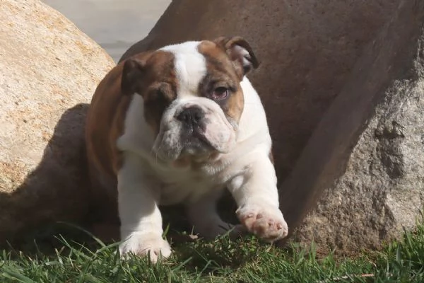 Cuccioli Bulldog Inglese con Pedigree. | Foto 3