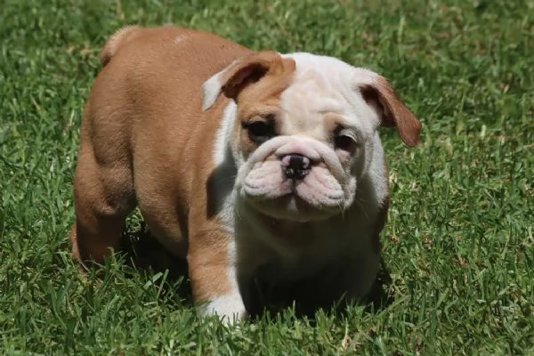 Cuccioli Bulldog Inglese con Pedigree. | Foto 2