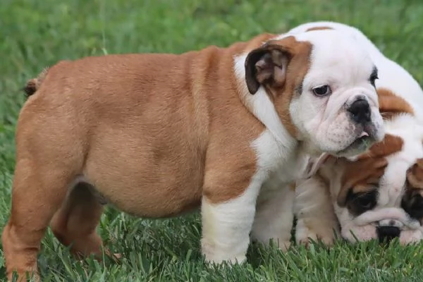 Cuccioli Bulldog Inglese con Pedigree. | Foto 1