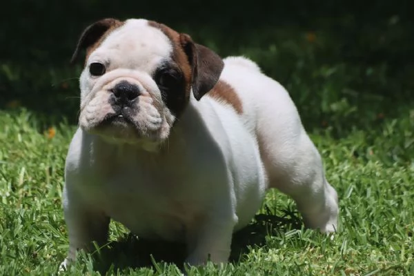 Cuccioli Bulldog Inglese con Pedigree. | Foto 0