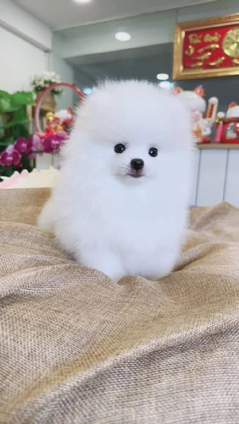 cuccioli di Pomerania soffici in cerca di adozione