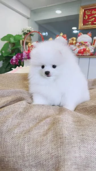 cuccioli di Pomerania soffici in cerca di adozione | Foto 0