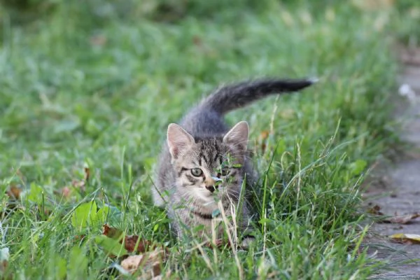 5 dolcissimi cuccioli tigrati meticci di 2 mesi