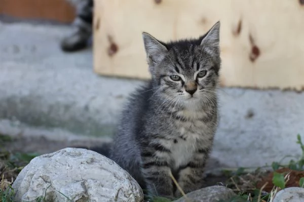 5 dolcissimi cuccioli tigrati meticci di 2 mesi | Foto 6