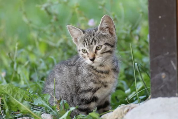 5 dolcissimi cuccioli tigrati meticci di 2 mesi | Foto 0