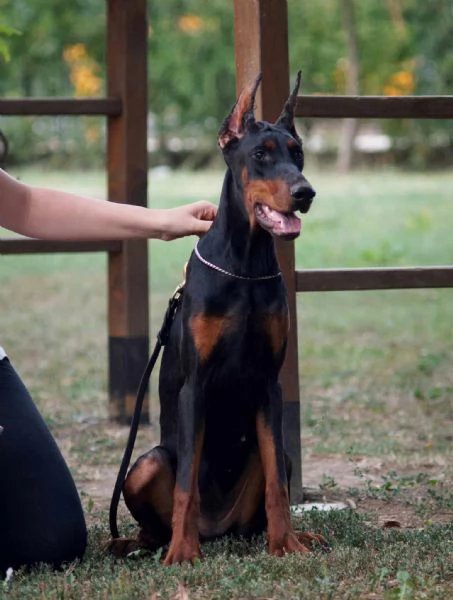 Cuccioli di Doberman | Foto 0