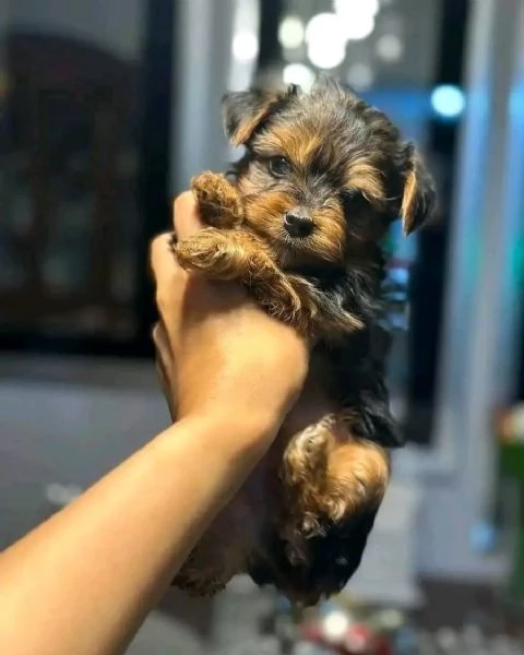 Cuccioli di Yorkie Teacup affascinanti