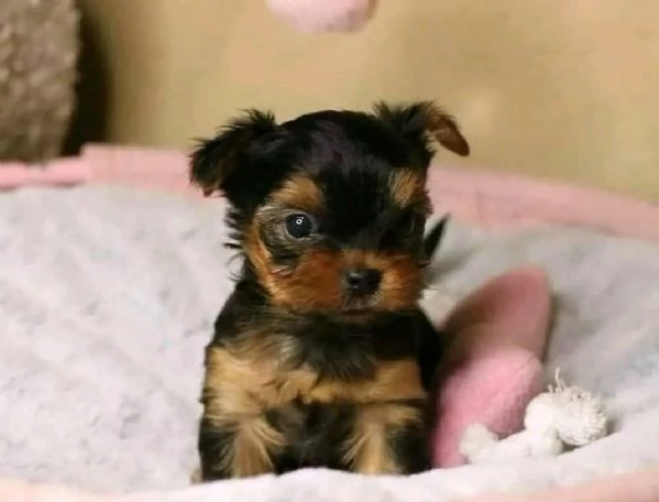 Cuccioli di Yorkie Teacup affascinanti