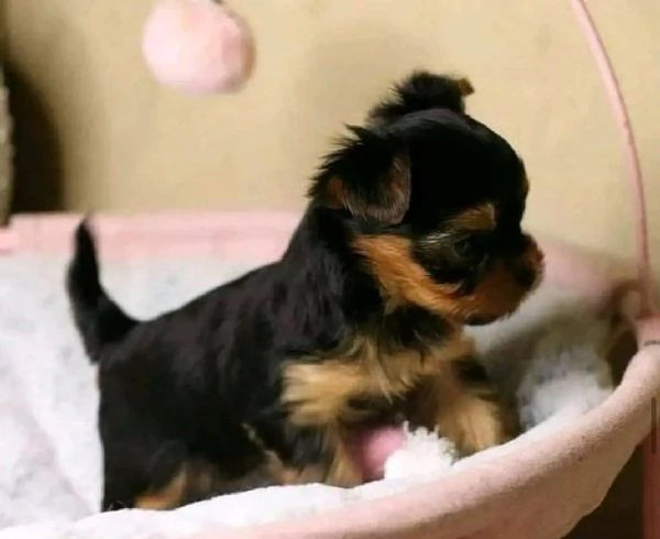 Cuccioli di Yorkie Teacup affascinanti