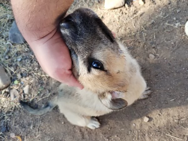 regalo cucciolo meticcio taglia medio-grande | Foto 0