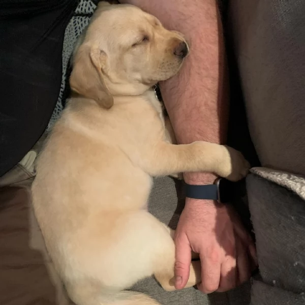 Cuccioli di Labrador Retriever maschi e femmine | Foto 4