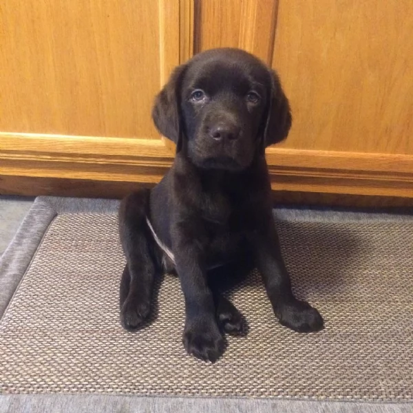 Cuccioli di Labrador Retriever maschi e femmine | Foto 0