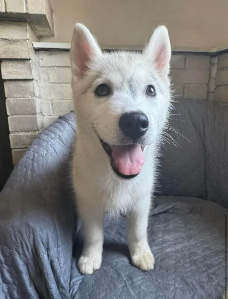 Cucciola siberian husky