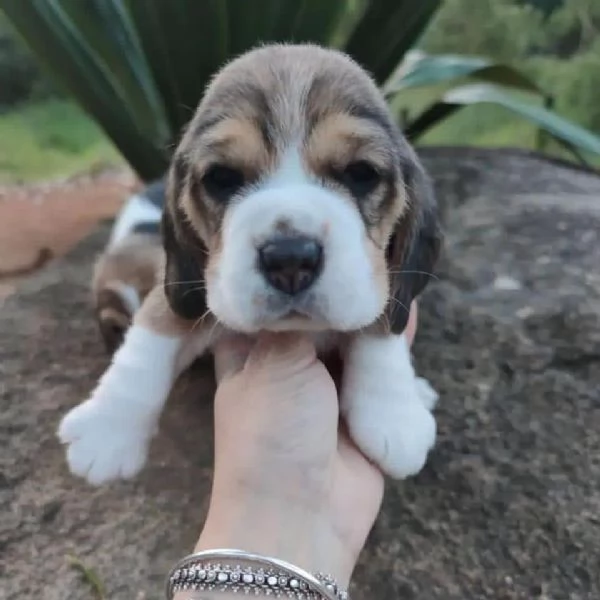 Dolci cuccioli di Beagle maschi e femmine | Foto 0