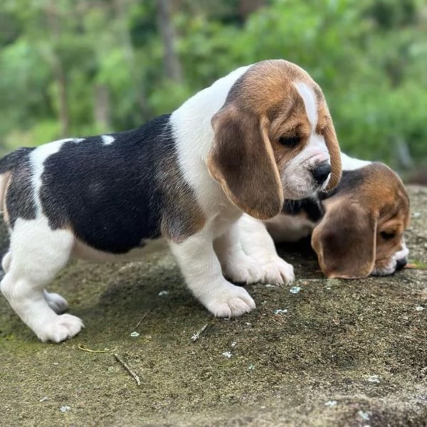 Beagle, maschi e femmine | Foto 0