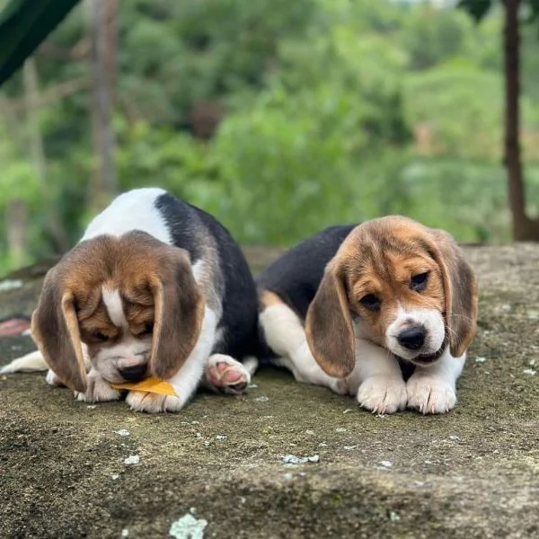 Beagle, maschi e femmine